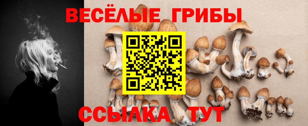 Псилоцибиновые грибы Psilocybe Шуя